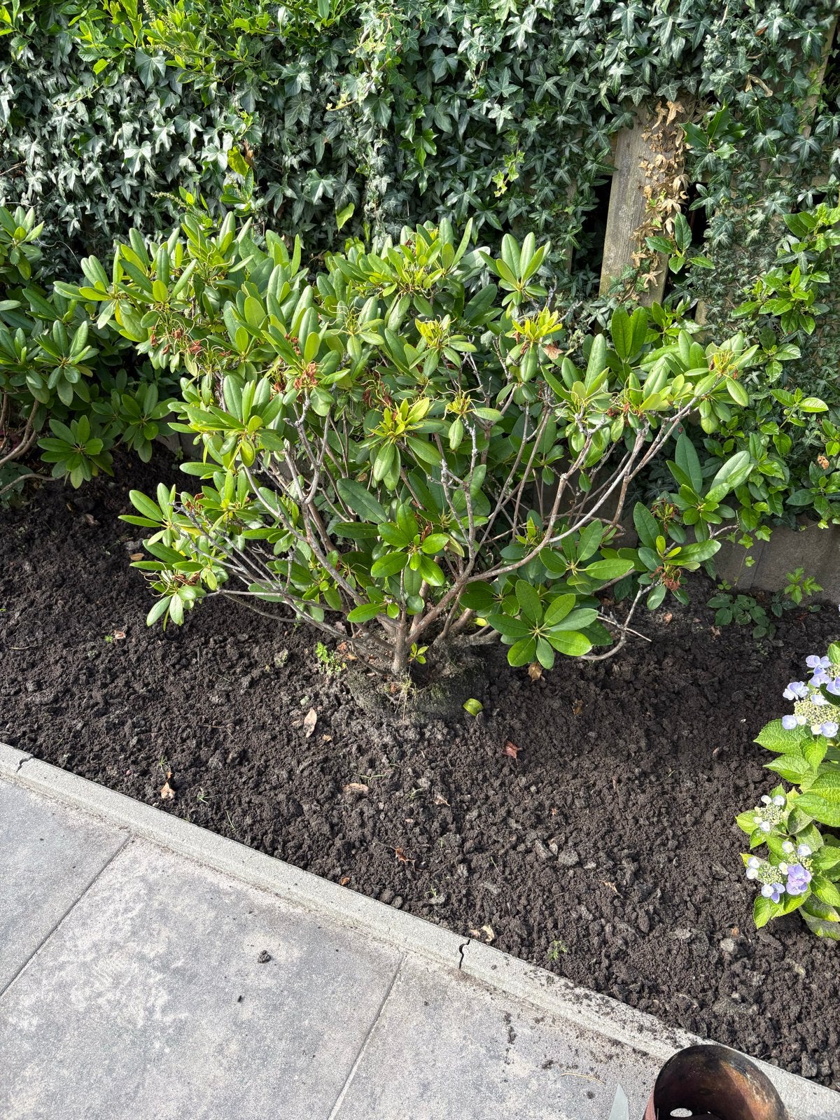 4 Rhododendrons, waarvan 2 iets kleiner, Ophalen, Vaste plant, Overige soorten