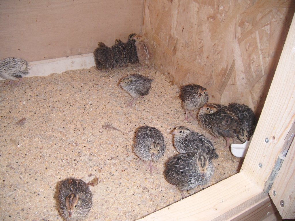 Te Koop Japanse kwartels, Dieren en Toebehoren, Vrouwelijk, Overige soorten