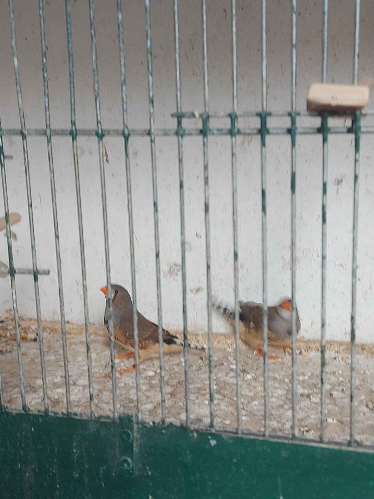 2 jonge mannetjes zebravinken, Meerdere dieren, Tropenvogel, Geringd