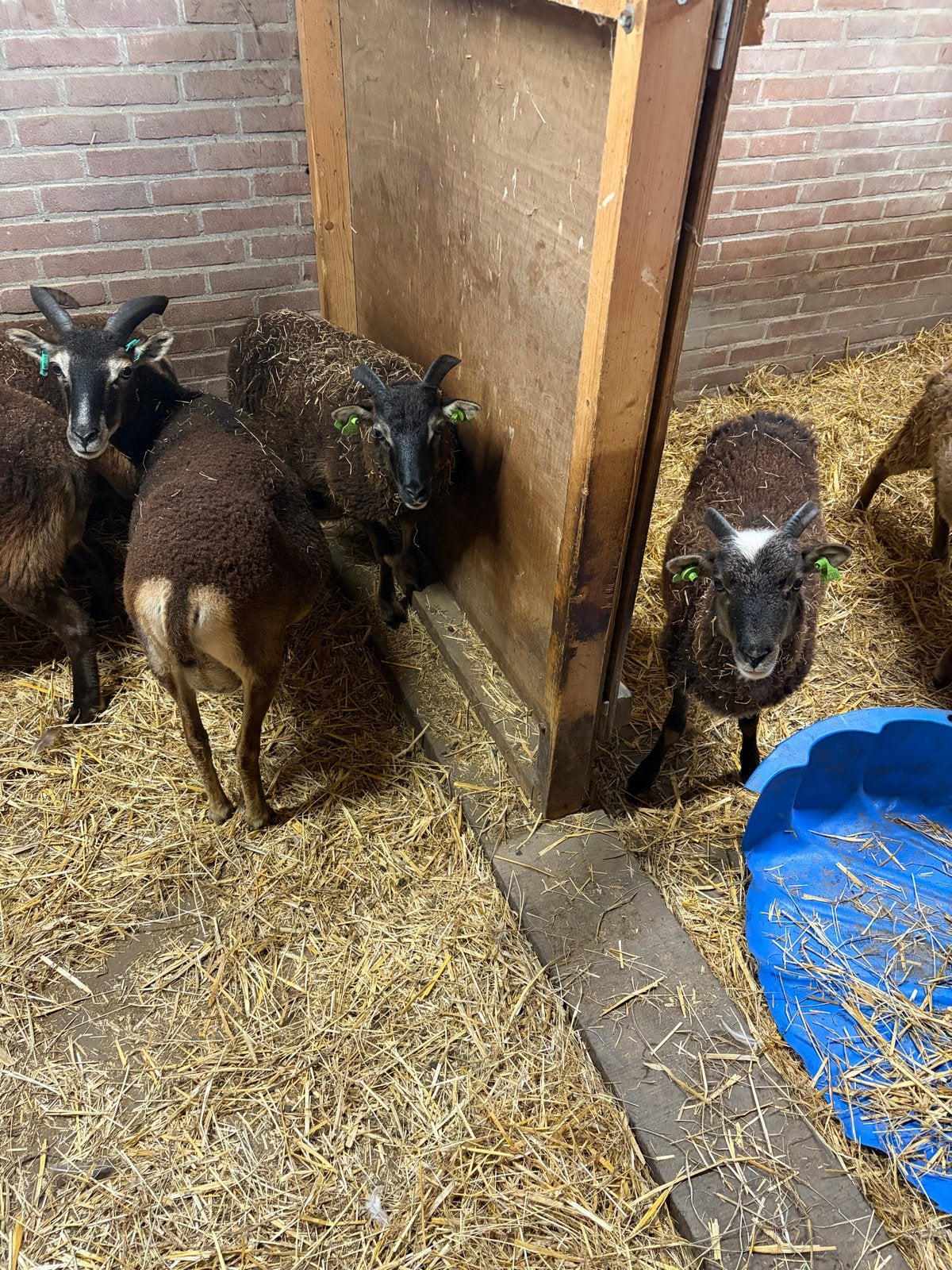 Te koop soay schapen van dit jaar Ooie, Dieren en Toebehoren, Schapen, Geiten en Varkens