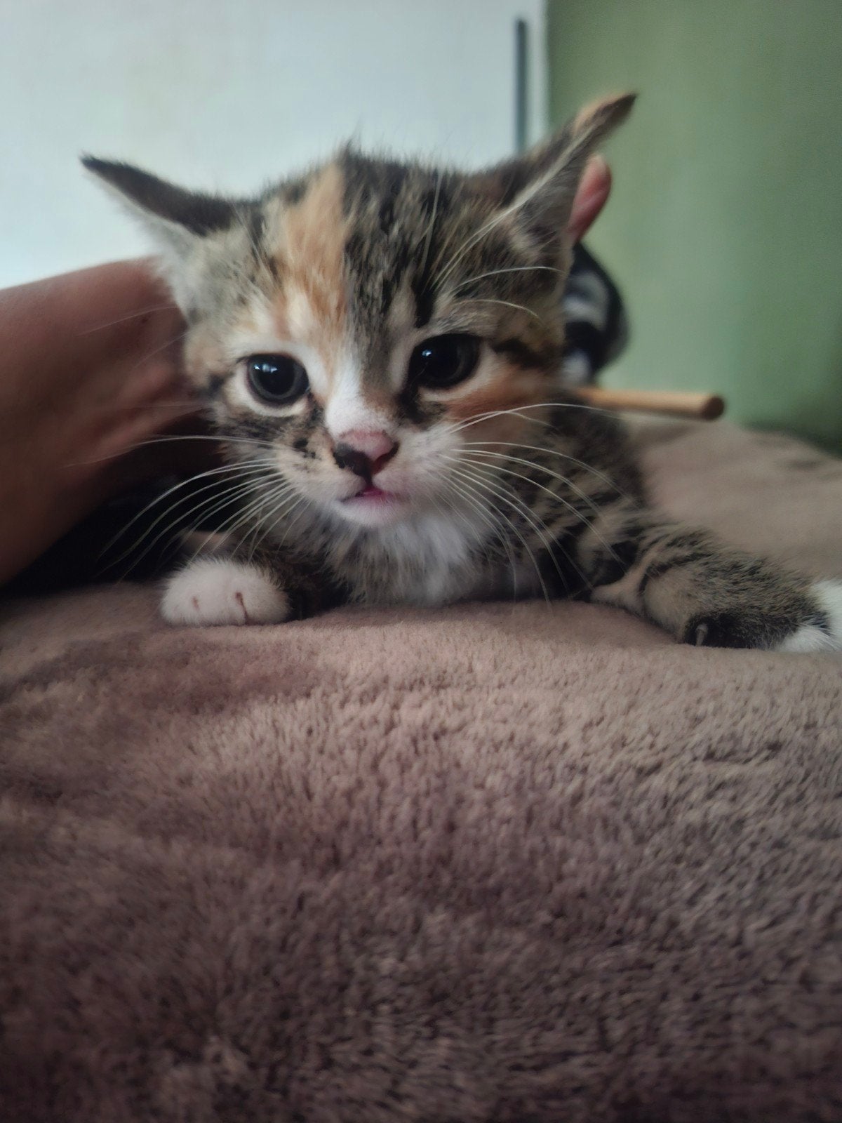 Kittens te koop!, Dieren en Toebehoren, Katten en Kittens | Overige Katten, Meerdere dieren