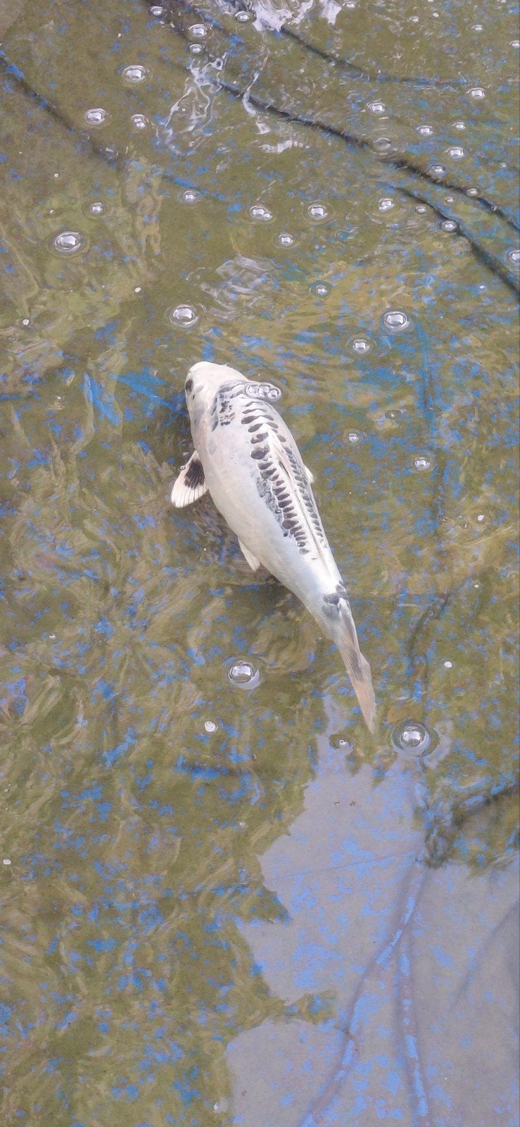mooi witte koi, Karper of Koi