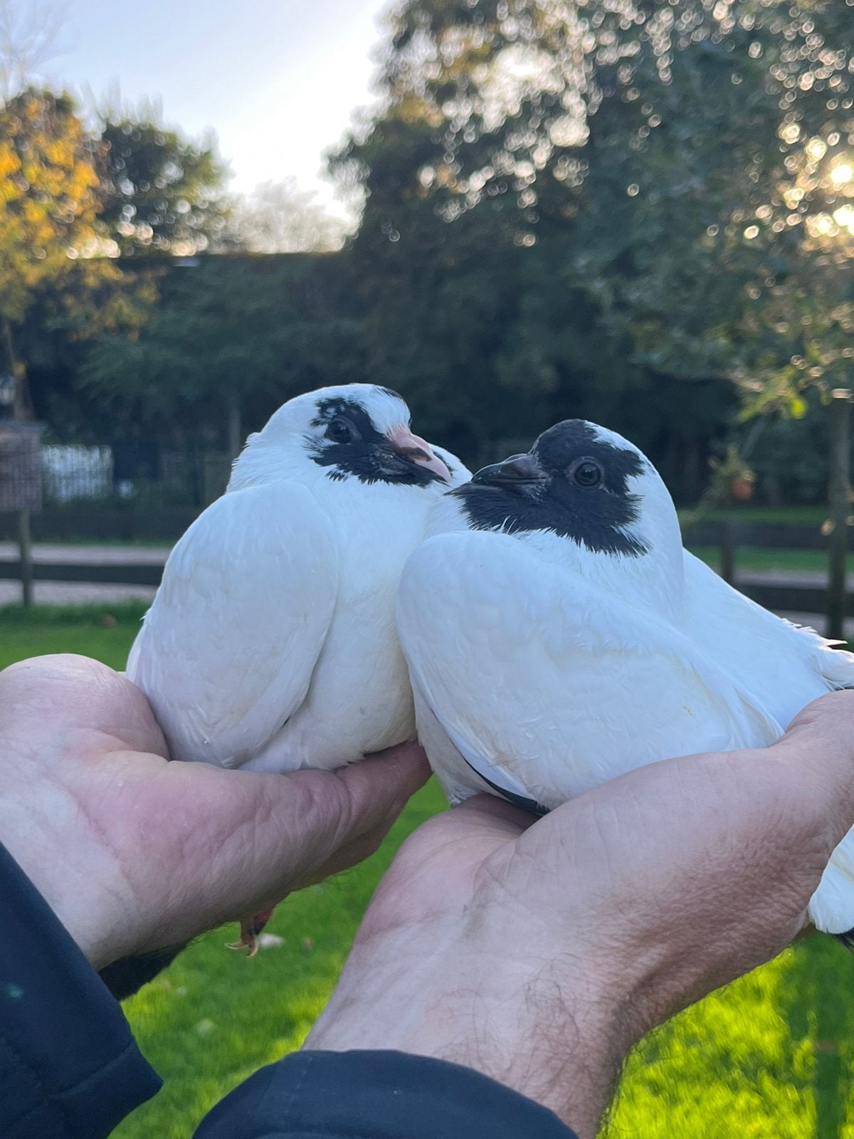 Mooie jonge sierduiven ~ nonduif X pauwstaart duif, Dieren en Toebehoren, Meerdere dieren, Overige soorten