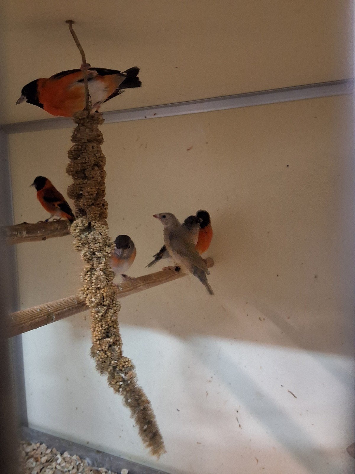 Diverse vogels, sijsen, nachtegalen, Majoor putters,goudvink, Meerdere dieren, Wildzangvogel, Geringd