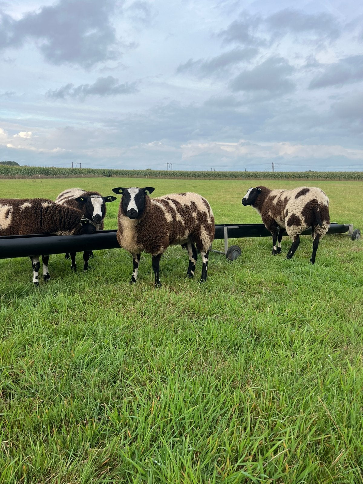 Gezocht drachtige ooien, Vrouwelijk, Schaap