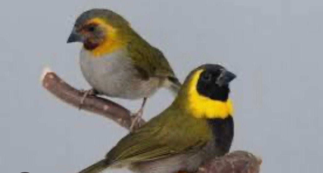 Koppel cubavinken van 25, Dieren en Toebehoren, Vogels | Overige Vogels, Meerdere dieren, Tropenvogel, Geringd