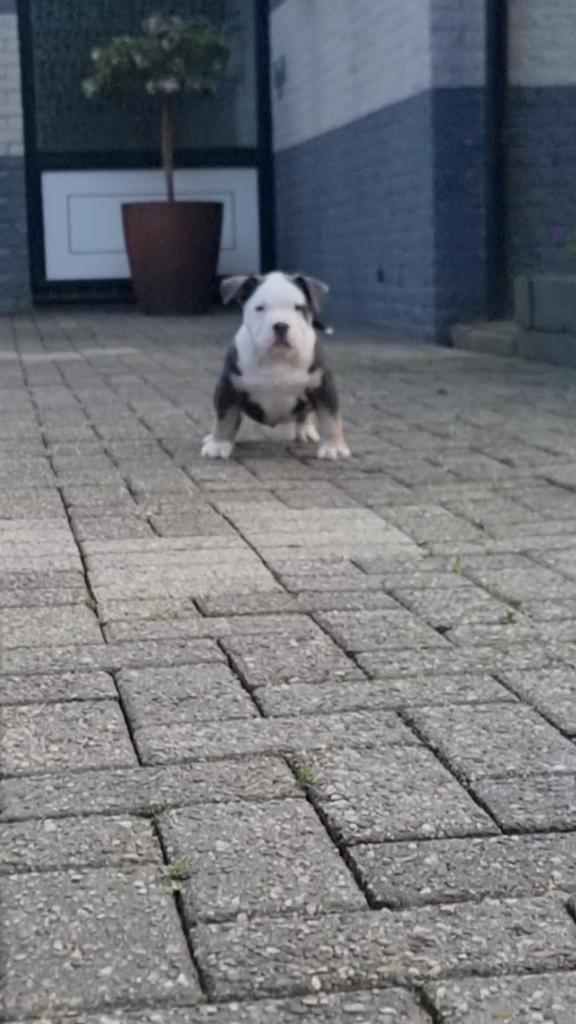 PocketBullys ABKC reg., Dieren en Toebehoren, Parvo, Overige rassen, 8 tot 15 weken, Meerdere