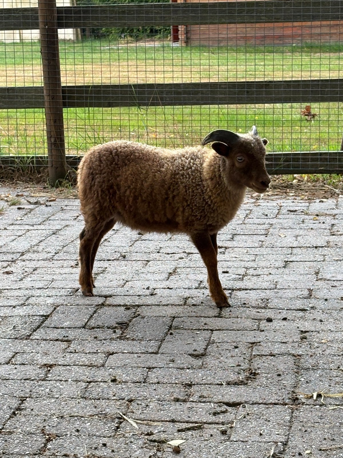 Ouessant ram bruin te koop of ruilen, Mannelijk, Schaap, 0 tot 2 jaar