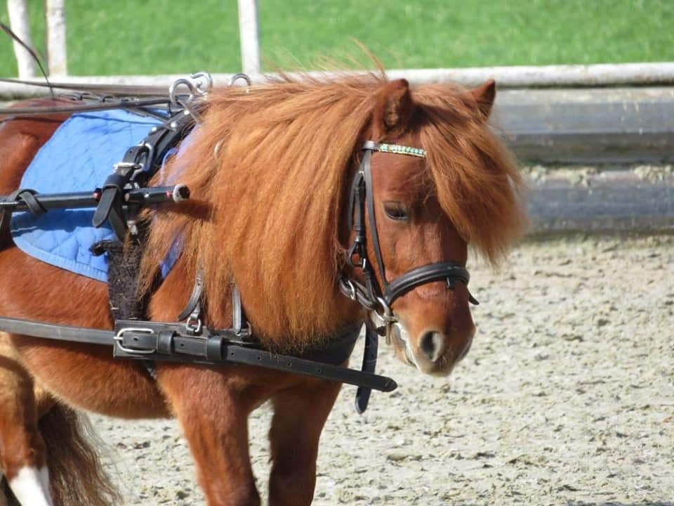 Stalling voor Shetlander gezocht omgeving Leidschendam, Dieren en Toebehoren, Stalling en Weidegang, Weidegang, 2 of 3 paarden of pony's