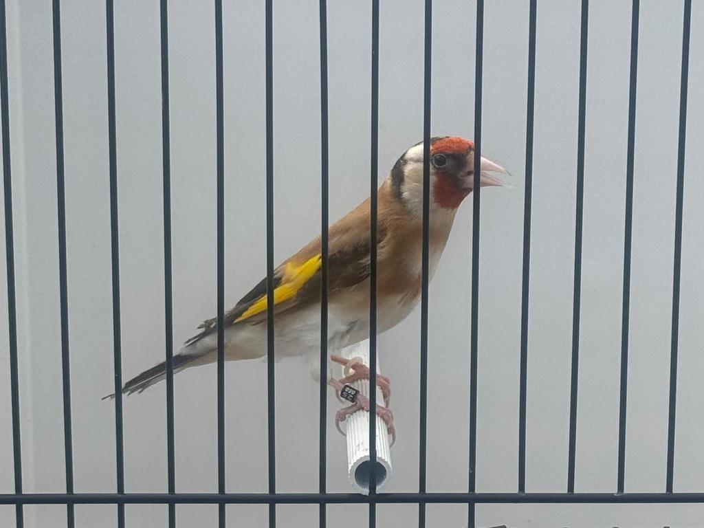 Parva Man Te Koop, Mannelijk, Wildzangvogel, Geringd