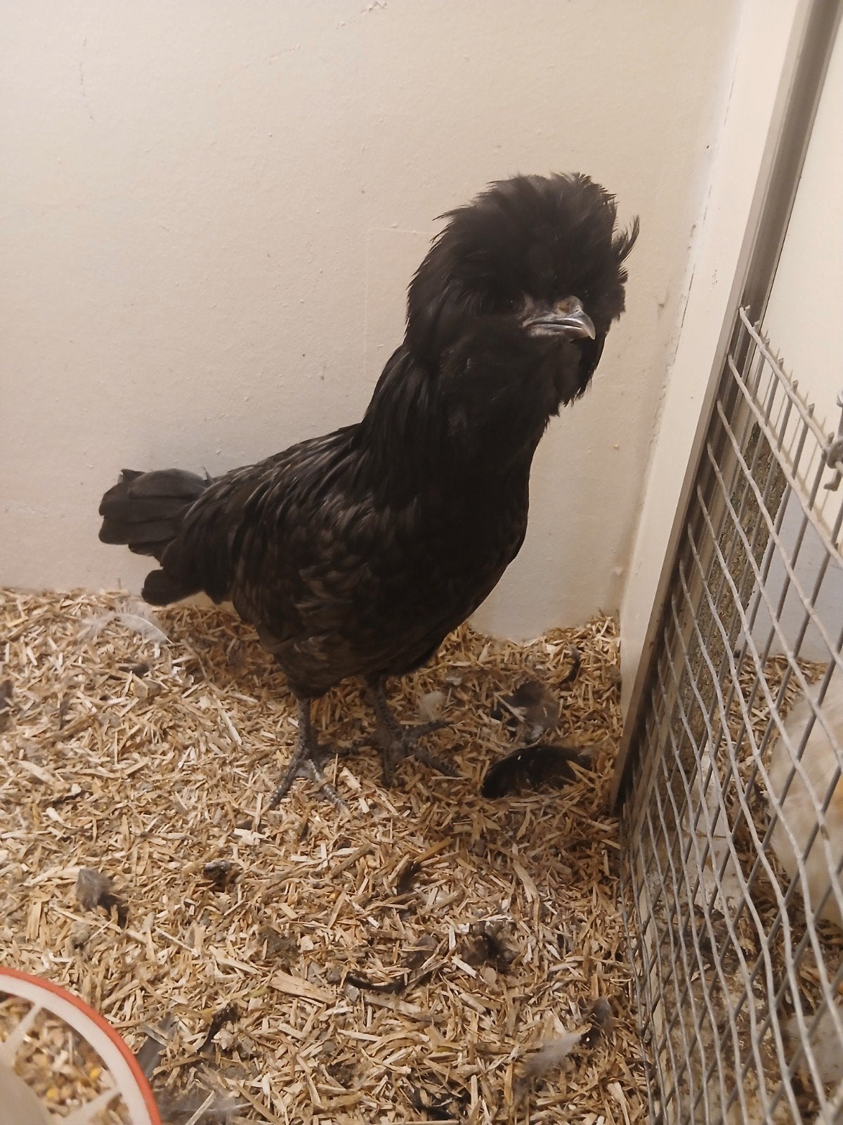 padua hennetje, Dieren en Toebehoren, Pluimvee, Vrouwelijk, Kip