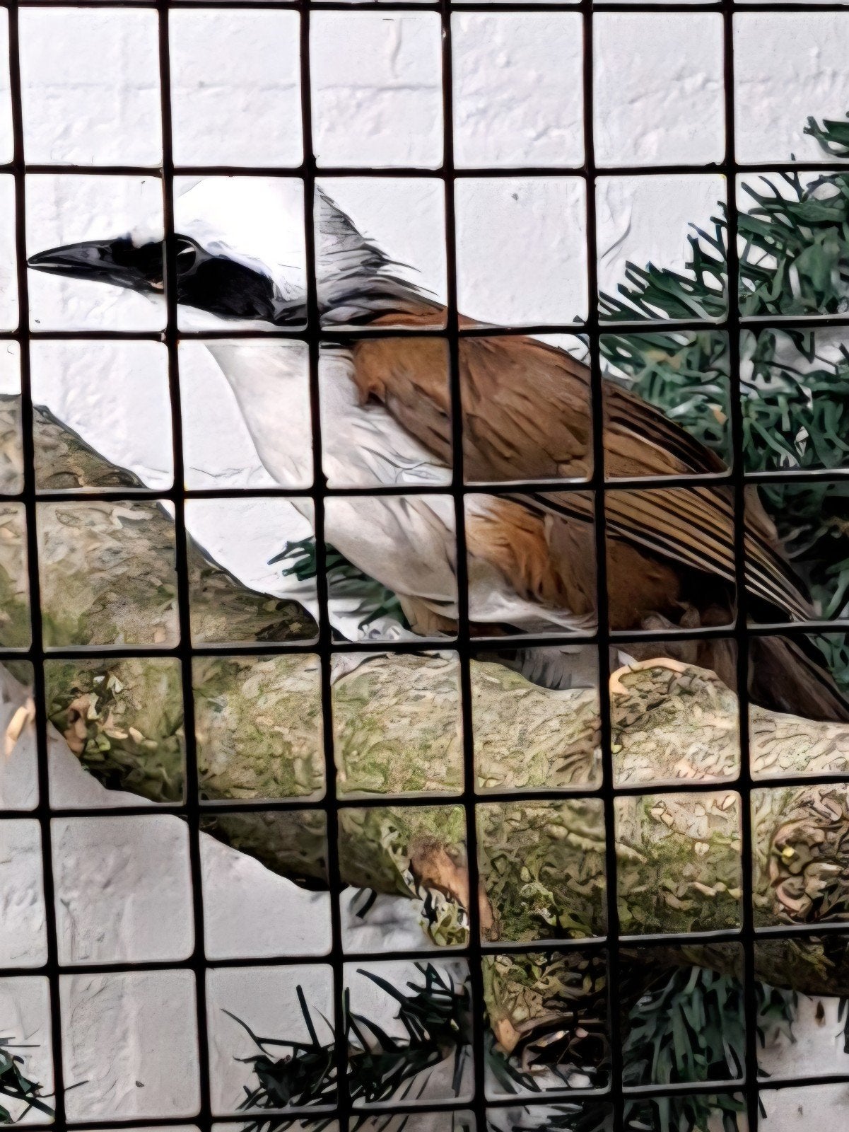 Witkuifgaailijster, Dieren en Toebehoren, Mannelijk