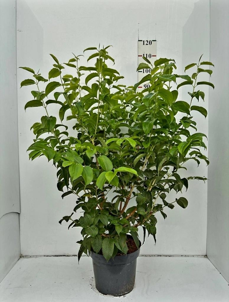 Bijenboom (Tetradium Daniellii)❗️🌿meerstam🌿❗️, Ophalen, Overige soorten, 100 tot 250 cm