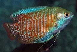 dmerggourami neon l €4,95, Vis, Zoetwatervis