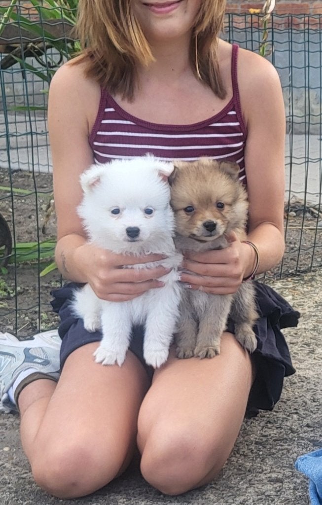 Mooie spitz (keeshond) pups te koop, België, Particulier, Overige rassen, 8 tot 15 weken