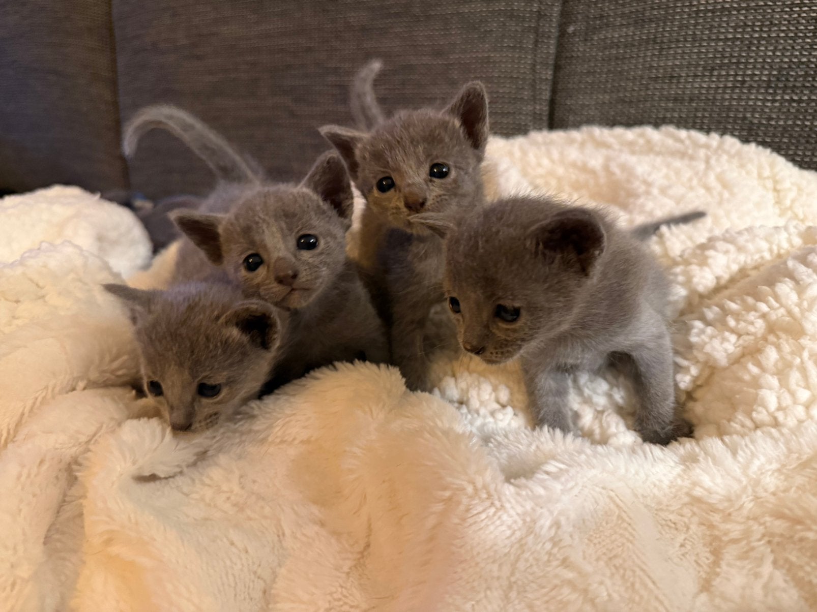 Blauwe rus kittens te koop met stamboom, Dieren en Toebehoren, Katten en Kittens | Raskatten | Korthaar, Meerdere dieren