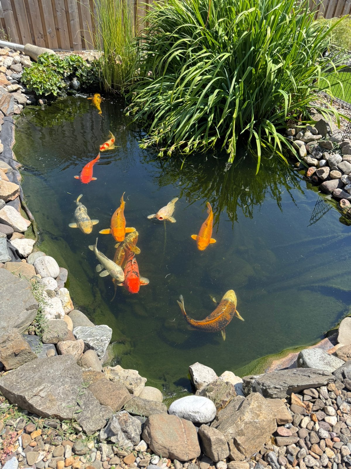 Koi karpers te koop en toebehoren, Tuin en Terras, Vijvers, Ophalen, Gebruikt