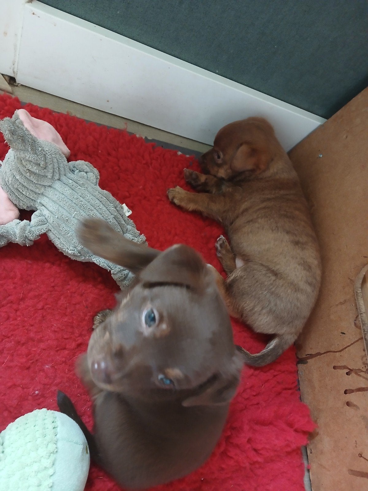 Zeer mooie Jack Russel pups,  Reutjes. Unieke kleurslagen, Parvo, Jack Russell Terriër, Reu, 8 tot 15 weken
