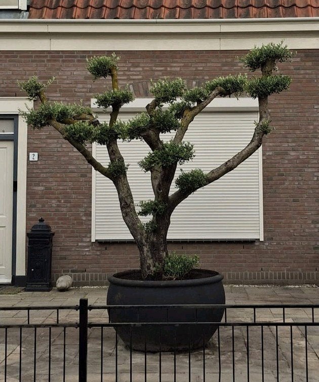 Olijfboom pon pon vormboom bonsai, Ophalen, Lente, Overige soorten, Volle zon