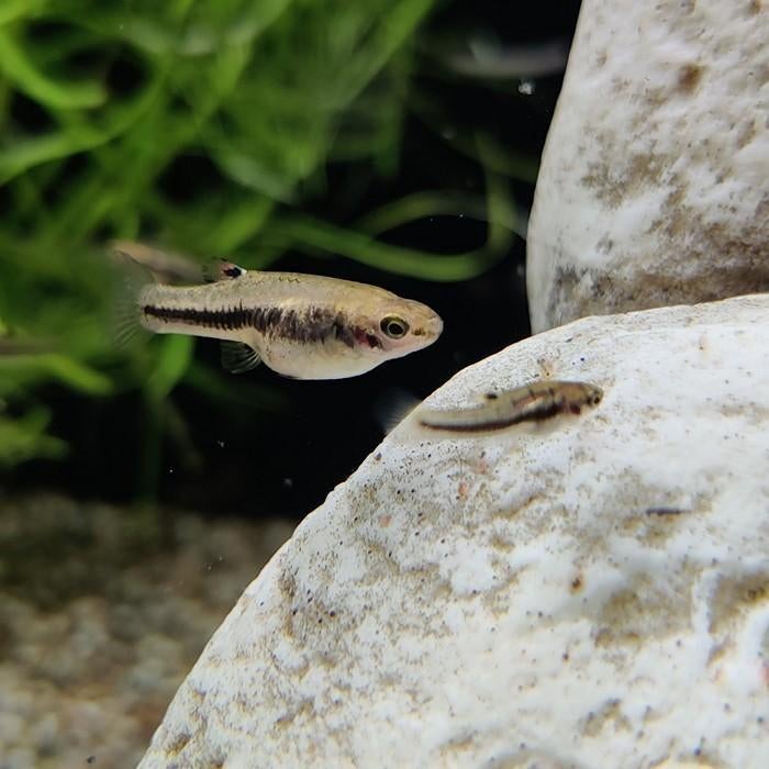 Heterandria formosa, Vis