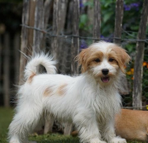 Boompoo pups | Boomer x Dwergpoedel, Parvo, Nederland, 15 weken tot 1 jaar, Overige rassen