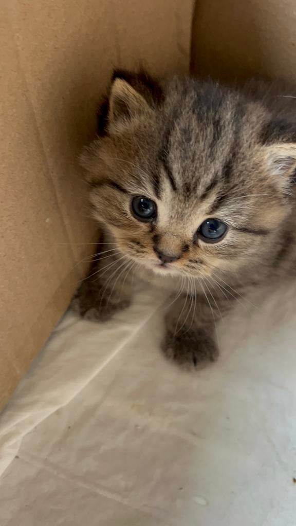 Britse Korthaar kittens, Dieren en Toebehoren, Meerdere dieren, Ontwormd