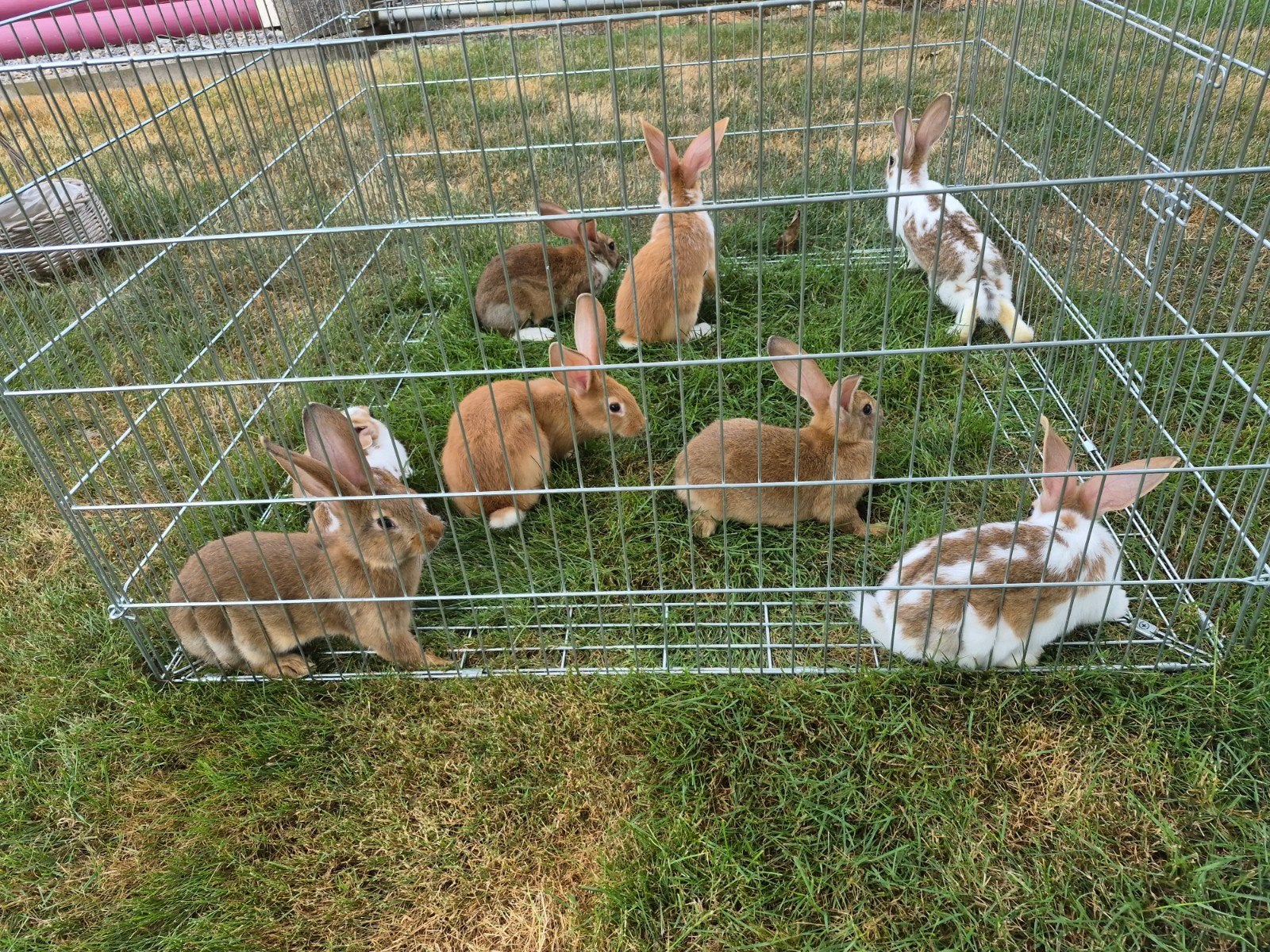 Konijnen, Meerdere dieren, Groot, 0 tot 2 jaar