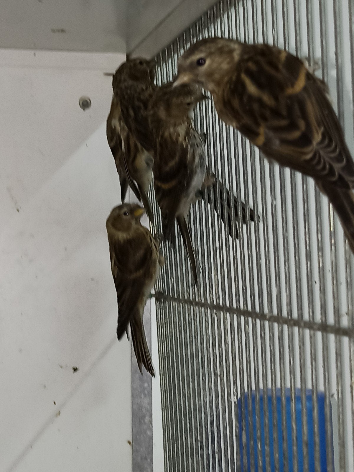 7 jonge barmsijzen, Dieren en Toebehoren, Vogels | Overige Vogels, Geslacht onbekend