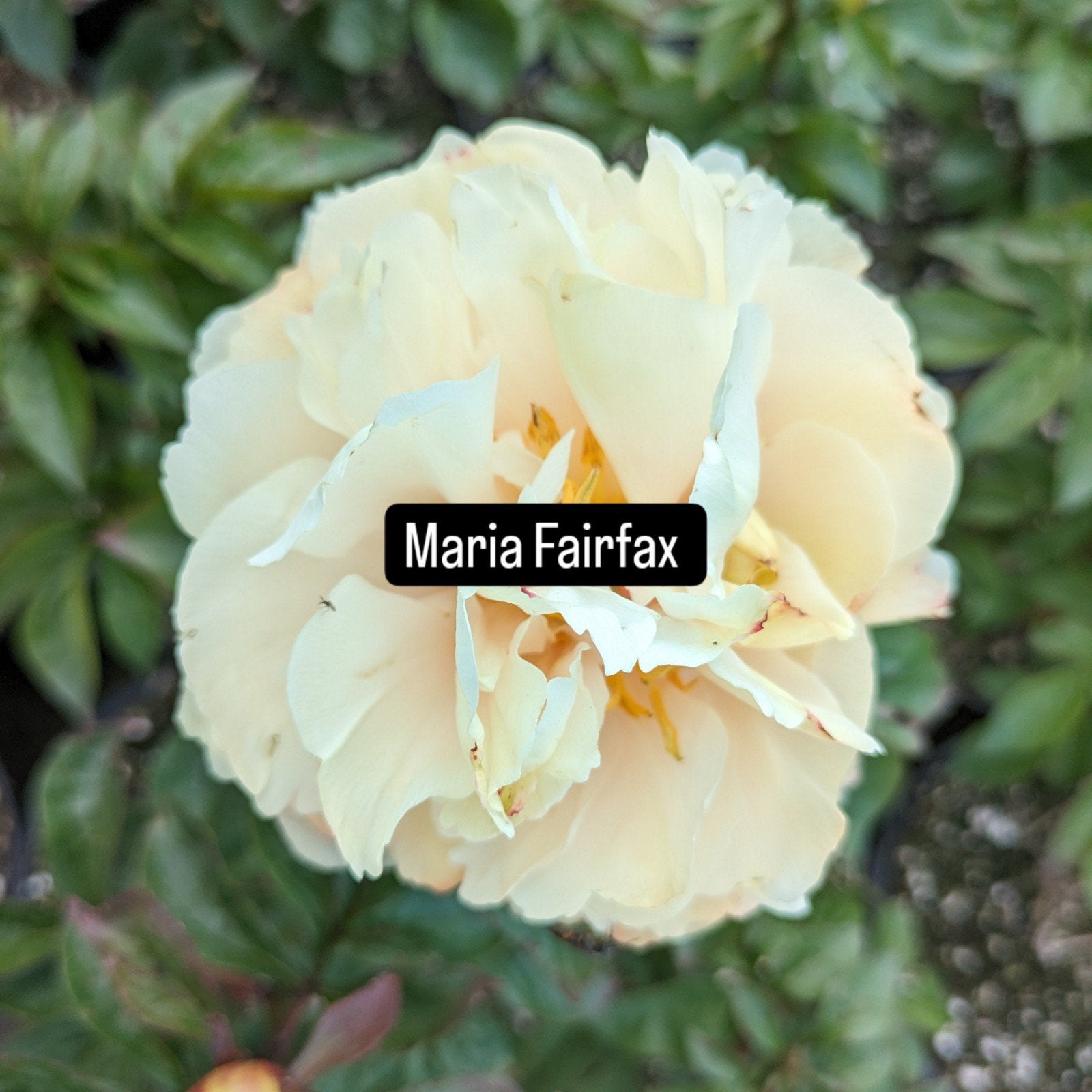 Pioenrozen Maria Fairfax, Tuin en Terras, Planten | Tuinplanten, Overige soorten, Volle zon, Vaste plant, Ophalen of Verzenden