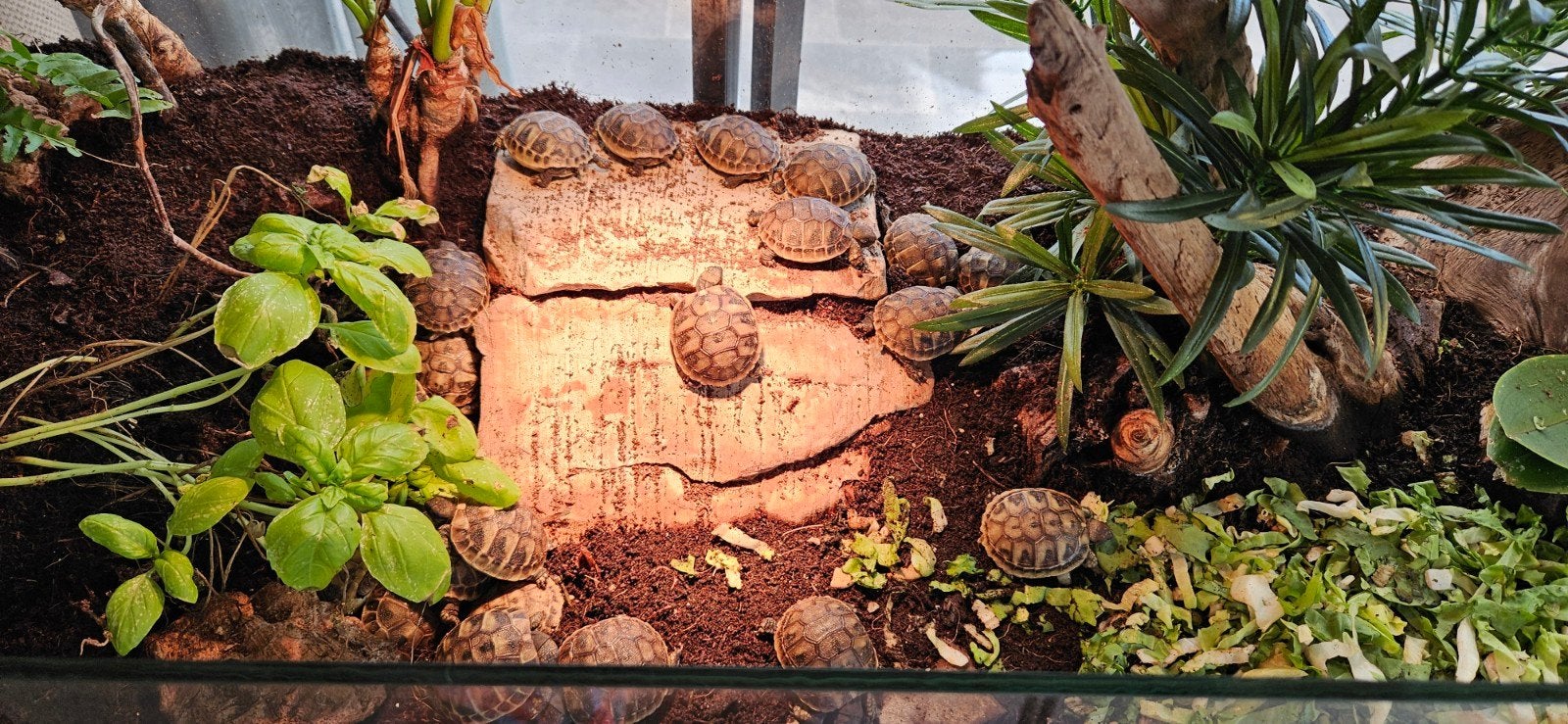 prachtige jonge landschildpadden Tortoise - unknown for sale from mamavandrie