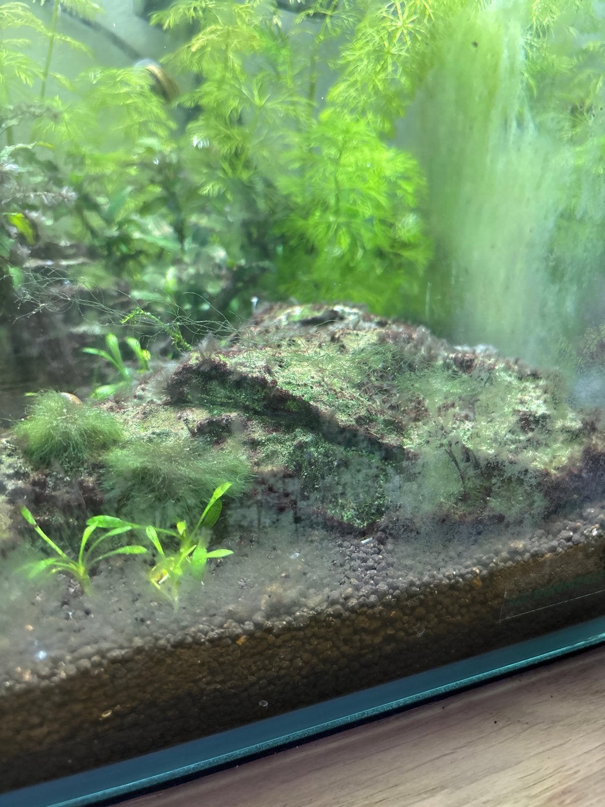 Aquascaping steen, Ophalen, Zo goed als nieuw, Plant(en), Steen of Hout, Overige merken