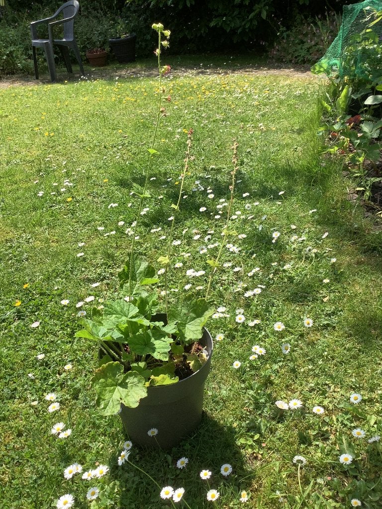 Geranium aparte, Ophalen, Bodembedekkers, Vaste plant, Halfschaduw