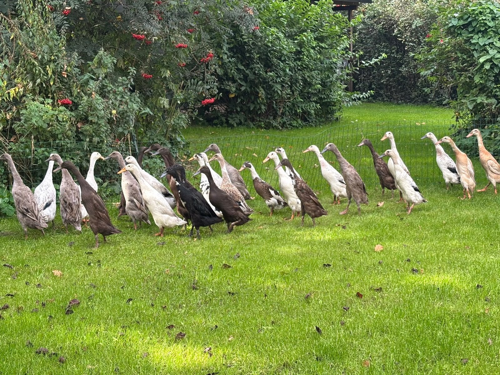 Echte, niet vliegende Indische Loopeend vrouwtjes te koop, Dieren en Toebehoren, Vrouwelijk, Eend