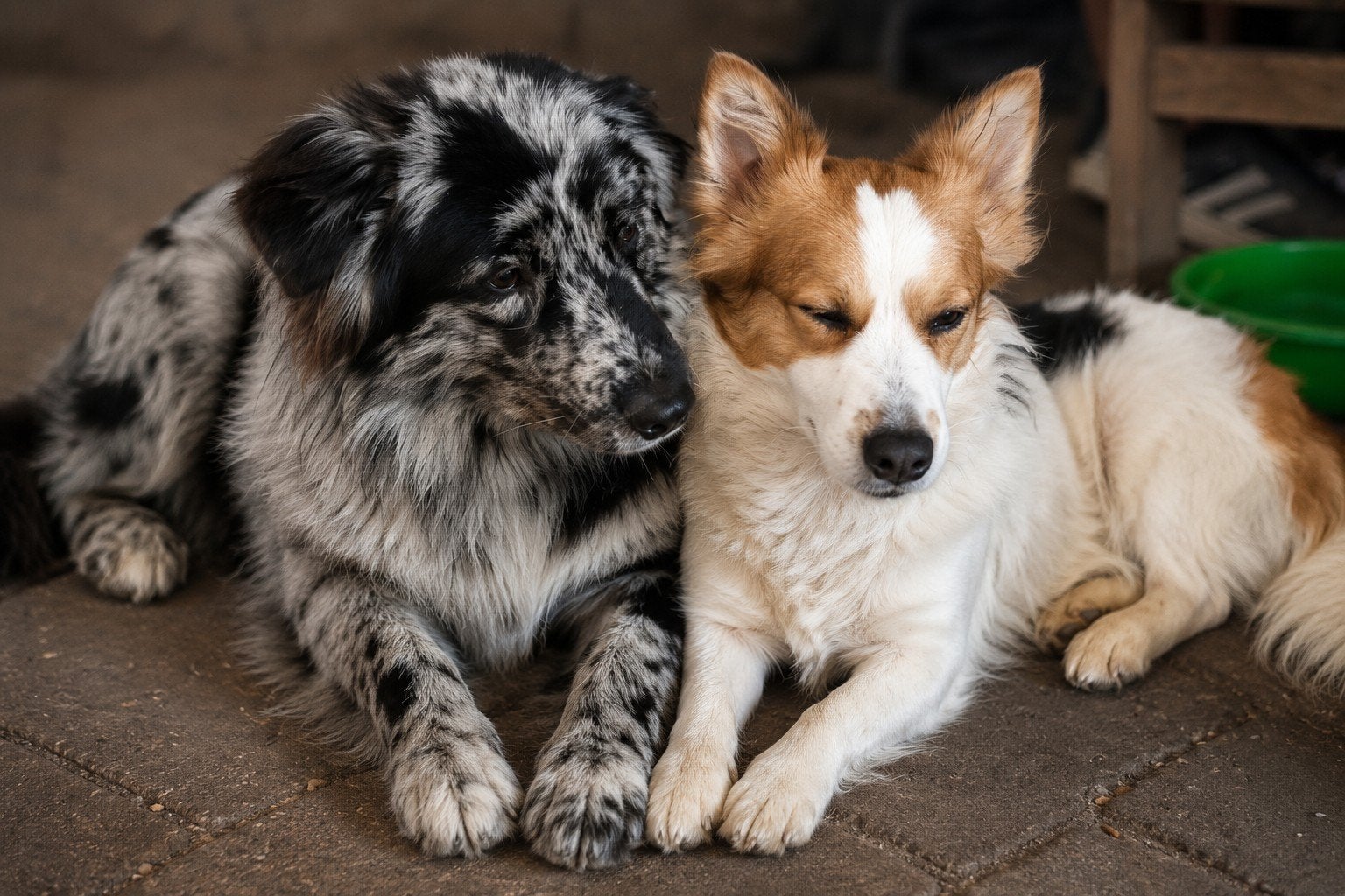 Corgi mix x australian shepherd mix pups..WACHTLIJST OPEN., Parvo, 8 tot 15 weken, Meerdere, Meerdere dieren