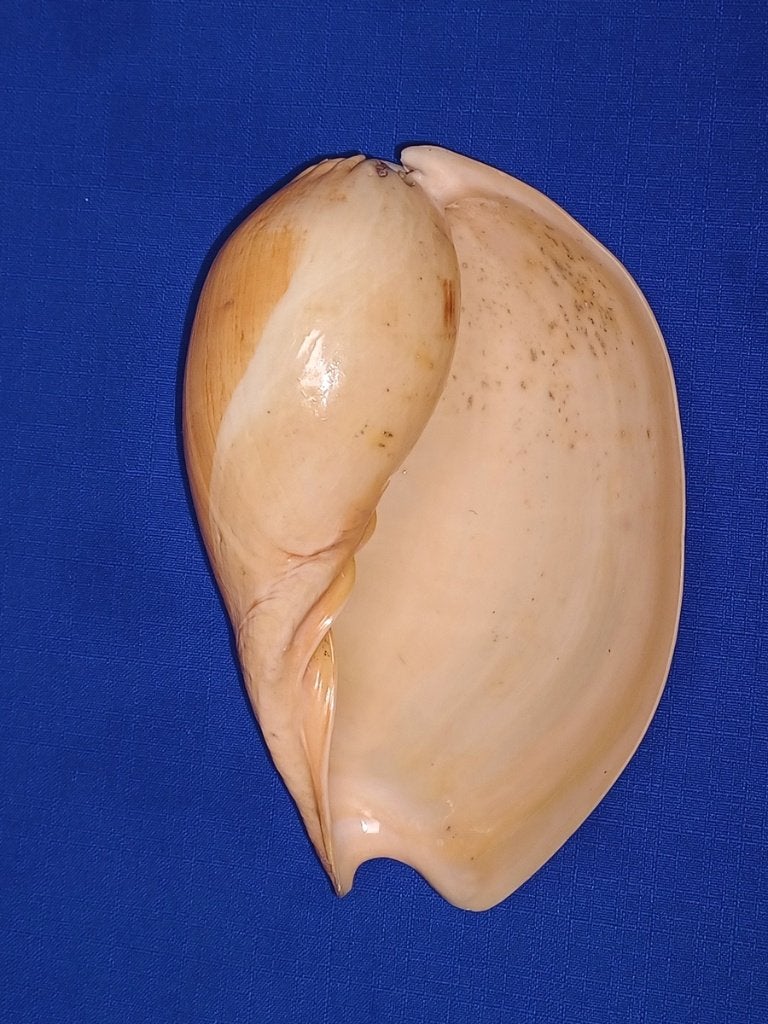 Schelpen,, Ophalen of Verzenden, Schelp(en)