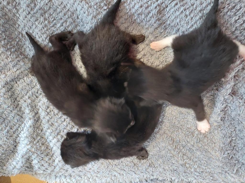 Boerderij kittens.  Gereserveerd, Dieren en Toebehoren, Katten en Kittens | Overige Katten, Meerdere dieren