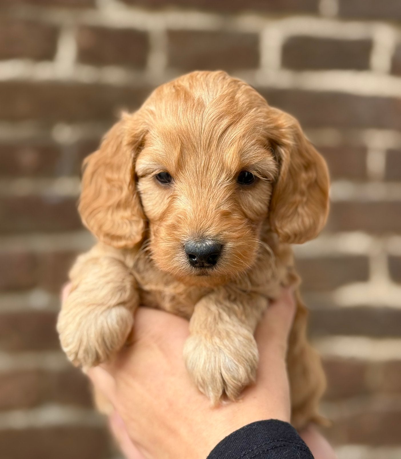 Prachtige cockapoo pups. Nog 1 reutje beschikbaar., Dieren en Toebehoren, Honden | Retrievers, Spaniëls en Waterhonden, Eén hond