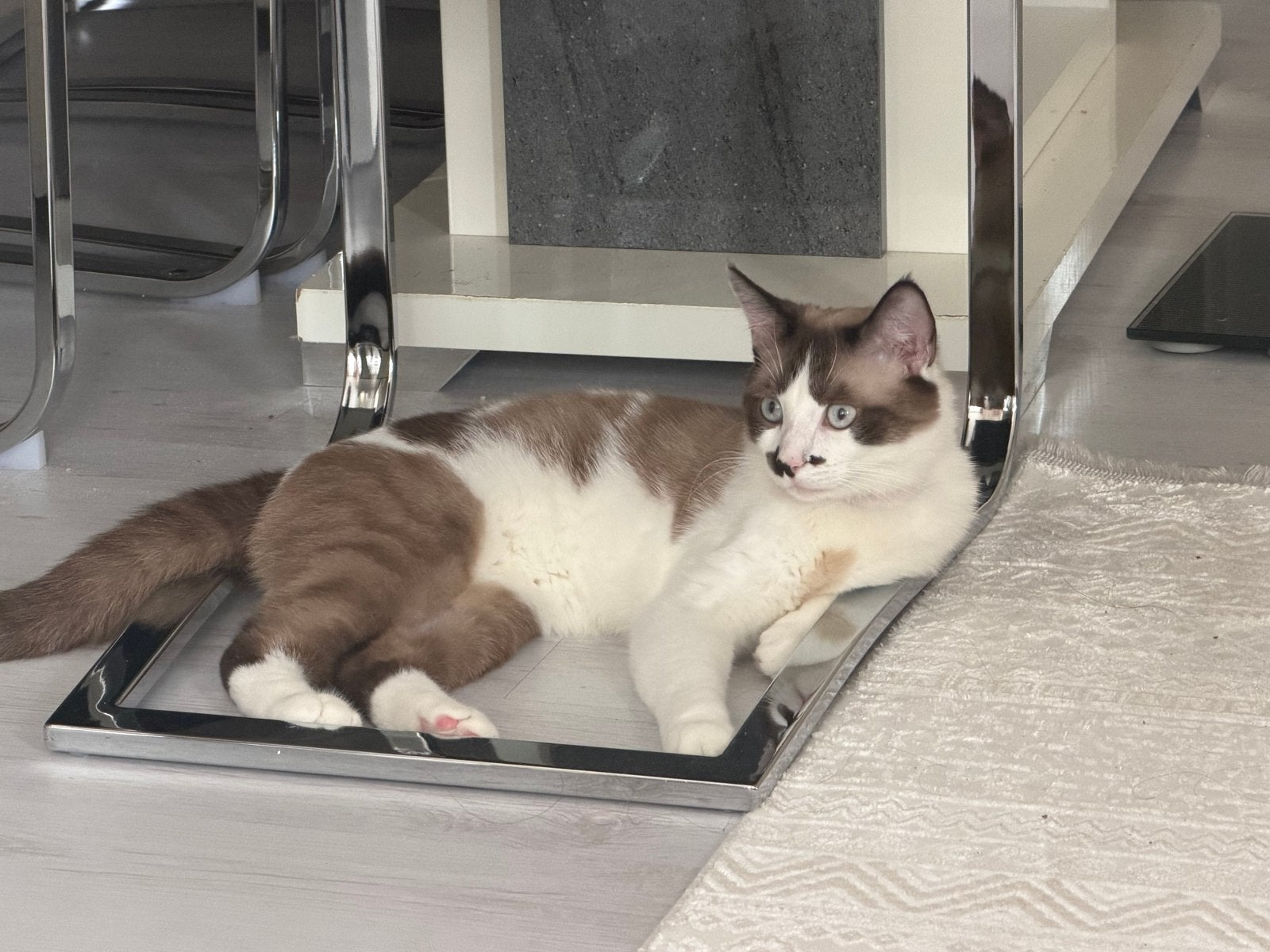 Atlas 1 jaar, Dieren en Toebehoren, Katten en Kittens | Overige Katten, Kater