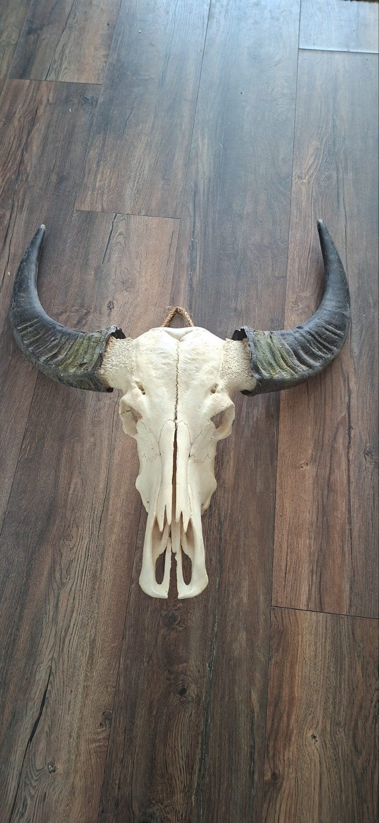 buffelschedel met hoorns, Huis en Inrichting, Woonaccessoires | Overige, Ophalen, Vintage, Gebruikt, Natuurlijk materiaal