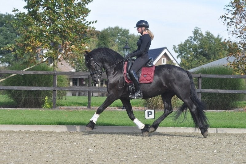 3 jarige drachtige friese merrie V Ulbran, Dieren en Toebehoren, Merrie, Met stamboom, Dressuurpaard, Zadelmak