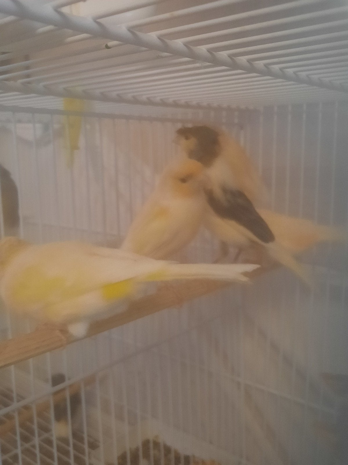Gezonde kanaries te koop, Dieren en Toebehoren, Meerdere dieren, Kleurkanarie