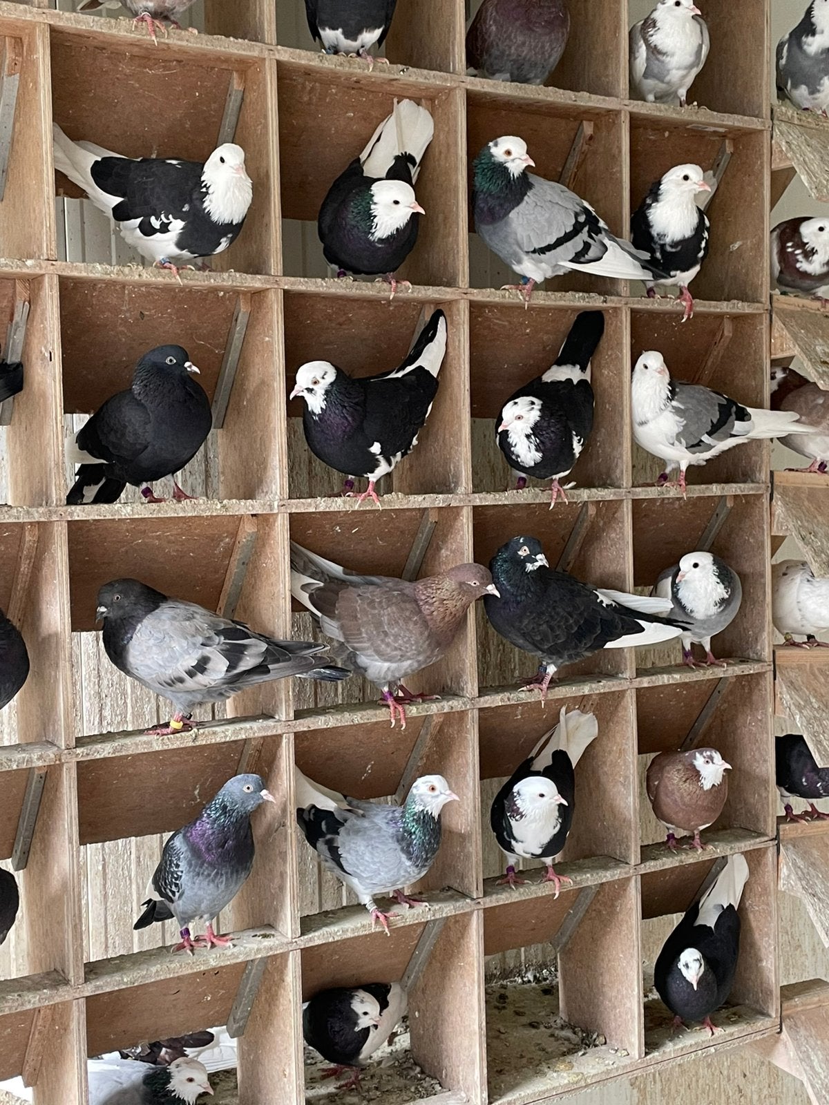 Birmingham Rollers, Dieren en Toebehoren, Vogels | Duiven, Meerdere dieren, Tuimelaar of Roller