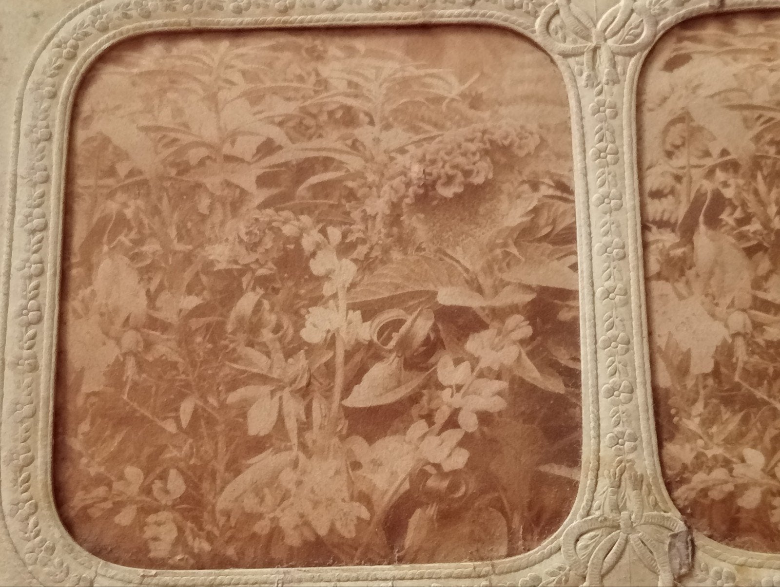 Zeer oude stereofoto met planten, Ophalen of Verzenden, Voor 1940, Gebruikt
