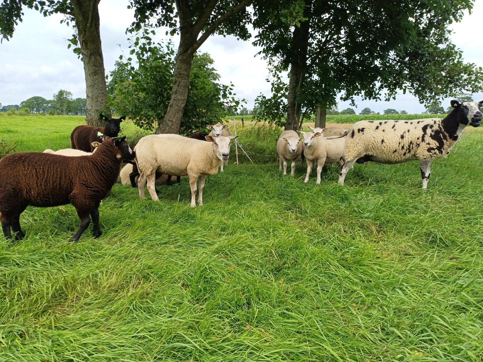 Koppel 12 schapen, Dieren en Toebehoren, Schapen, Geiten en Varkens, Vrouwelijk, Schaap, 0 tot 2 jaar