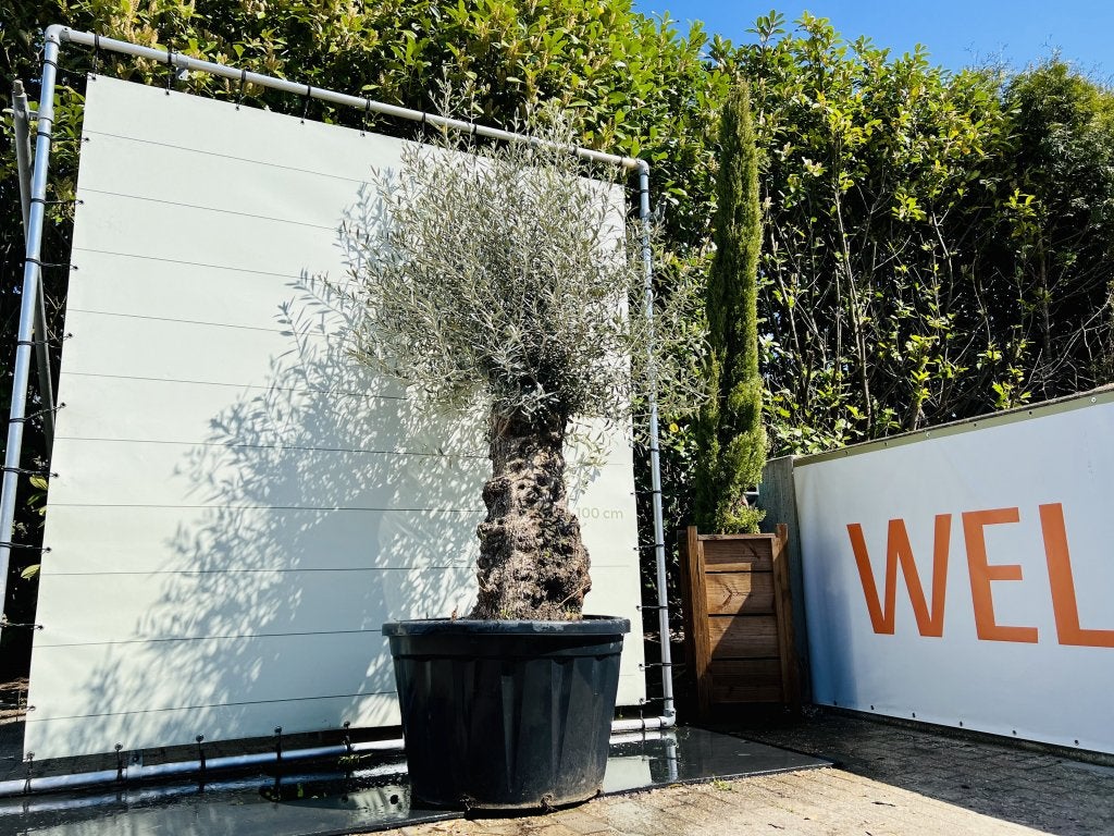 Olijfboom - Olea Europea - stamomvang 60-80 cm, Ophalen of Verzenden, Olijfboom, 250 tot 400 cm, Zomer