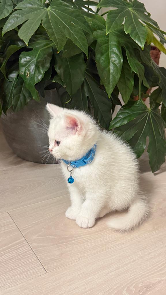 Kittens, Dieren en Toebehoren, Meerdere dieren