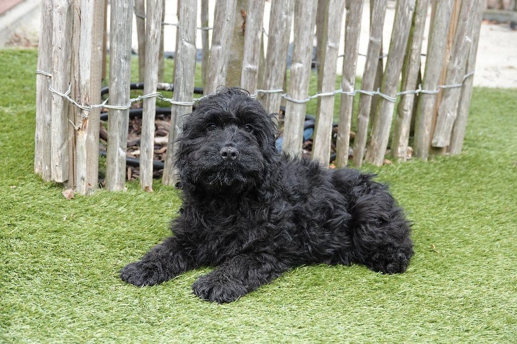 Zwarte Cockapoo pups, geteste ouders, België, Parvo, 15 weken tot 1 jaar, Overige rassen