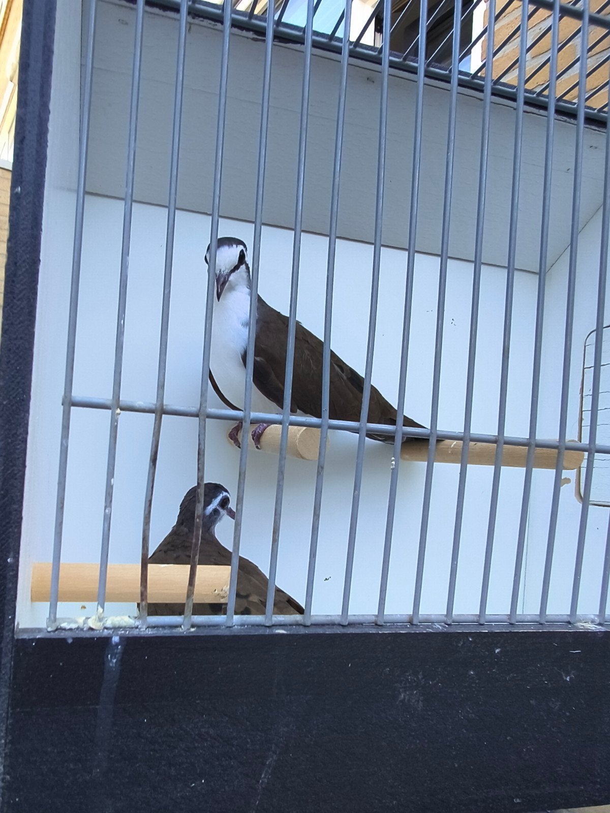 leuk koppel tamboerijn duifjes .even lezen !! 60 euro, Dieren en Toebehoren, Meerdere dieren, Overige soorten