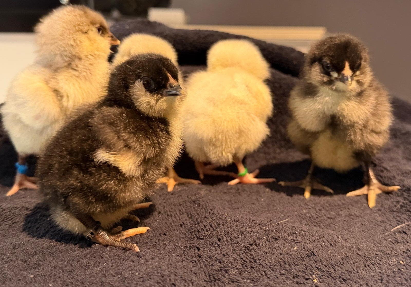 raszuivere Ameraucana kuikens ongesekst, Dieren en Toebehoren, Geslacht onbekend, Kip