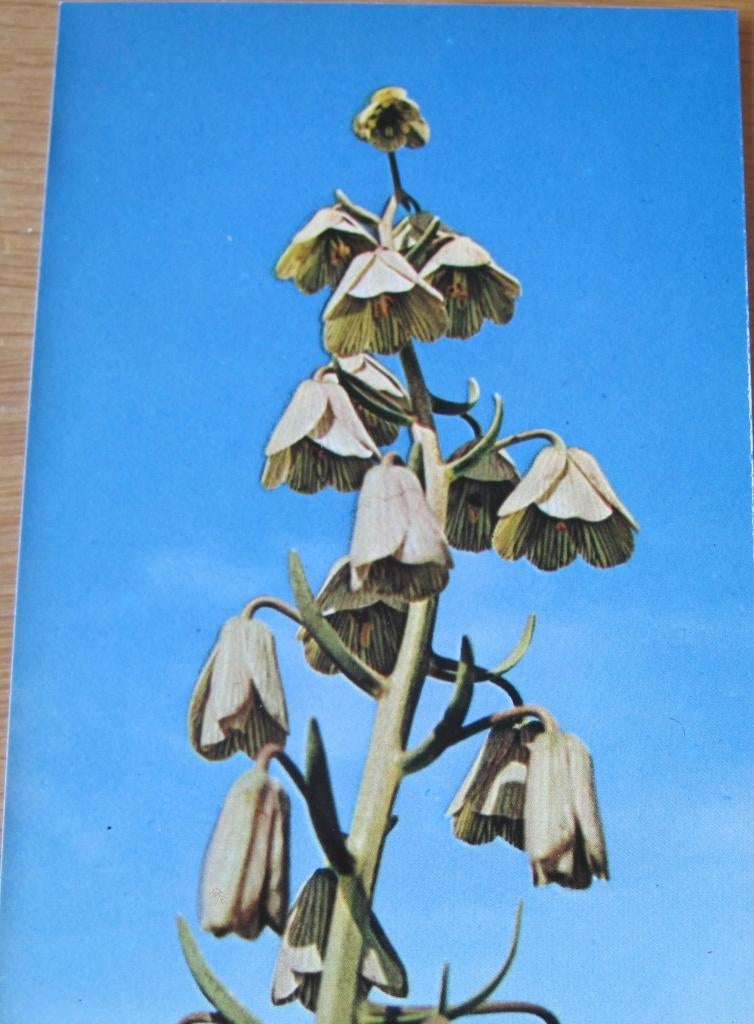 Perzische Keizerskroon op nieuwe ansichtkaart, Verzamelen, Verzenden, 1980 tot heden, Ongelopen, Natuur
